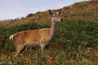 传闻：亚马逊已经开始发放《战地2042》B测代码